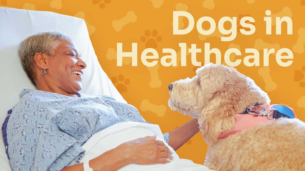 Cover image for: Dogs in Healthcare Settings
